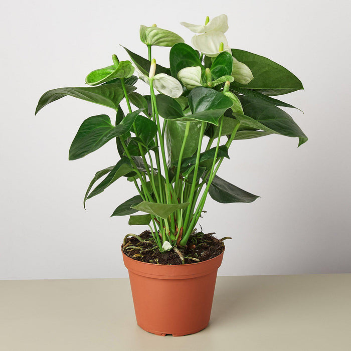 white house plant Anthurium 'White' | Indoor Plant | Tropical Plant | Potted Plant