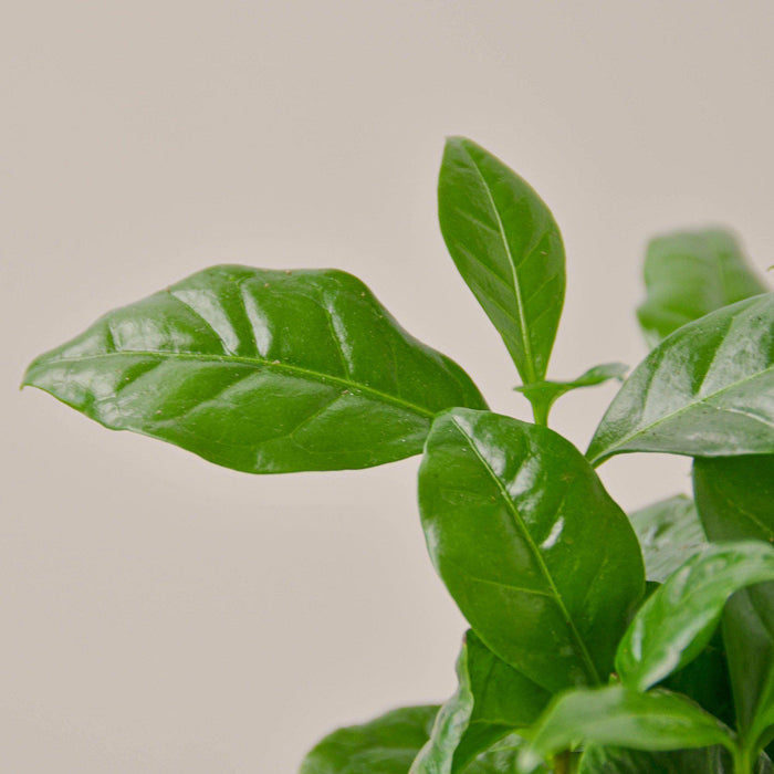house plant coffee Arabica Coffee | Indoor Plant | Tropical Plant | Potted Plant