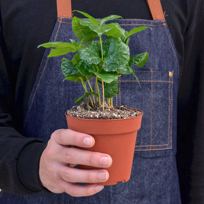 potted coffee plant Arabica Coffee