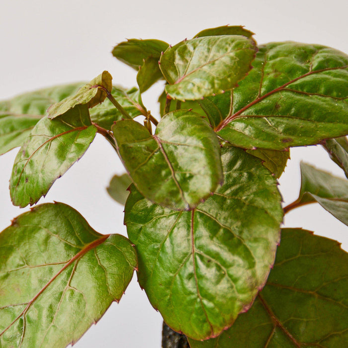 polyscias indoor plants Aralia Fabian Stump 'Polyscias Scutellaria' | Indoor Plant | Tropical Plant | Potted Plant