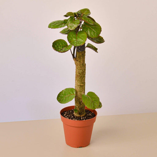 Aralia Fabian Stump 'Polyscias Scutellaria' - House Plant Shop