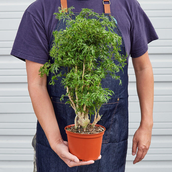 indoor ming aralia plant Aralia 'Ming Stump Plant'