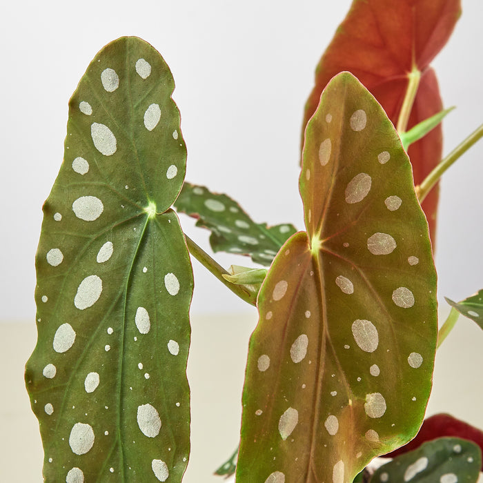 Begonia 'Maculata' - House Plant Shop