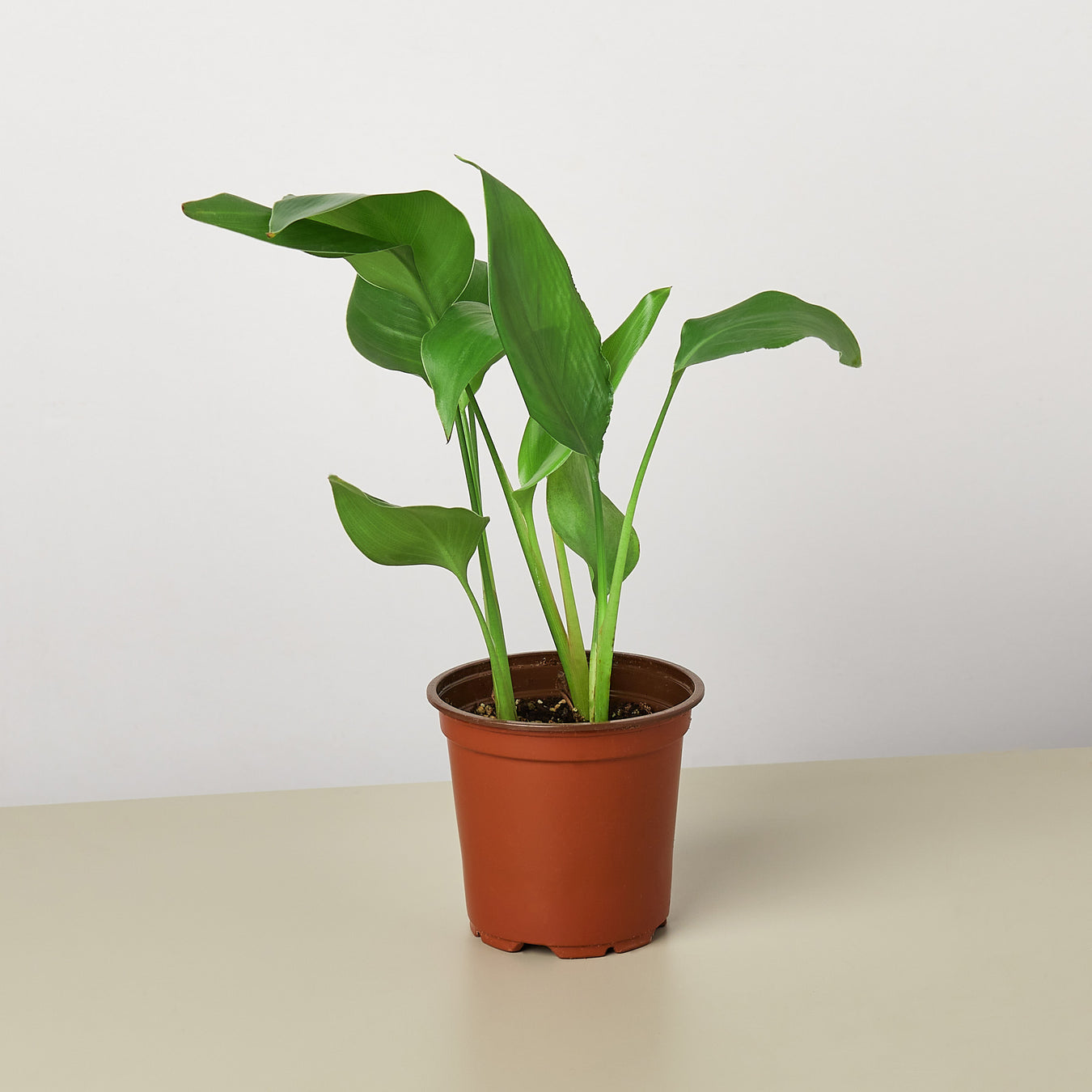 Bird of Paradise plants