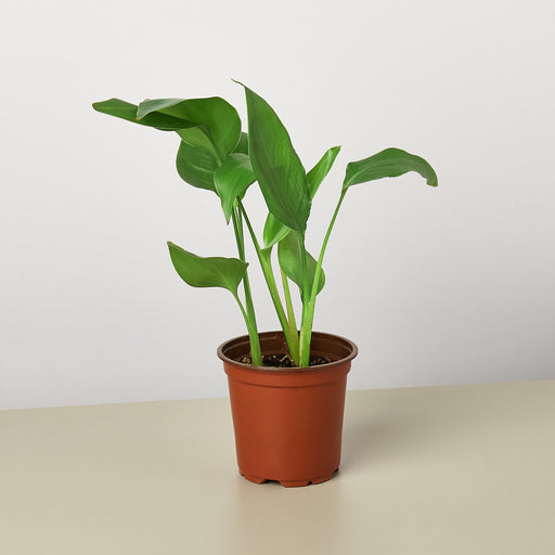 What is a White Bird Plant: Stunning Care Tips & Facts