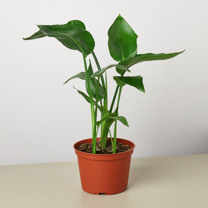 white bird indoor plant White Bird of Paradise 'Strelitzia Nicolai' | Indoor Plant | Tropical Plant | Potted Plant