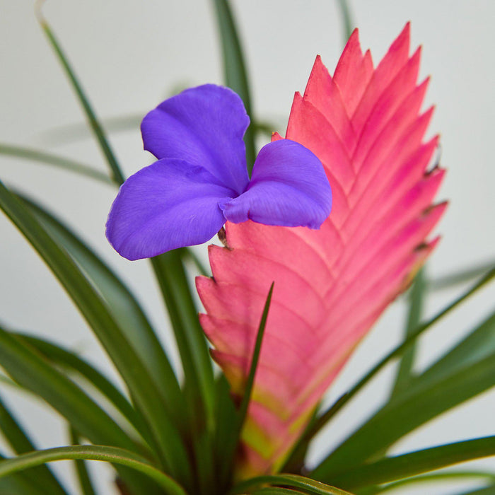 Bromeliad Cyanea 'Pink Quill' - House Plant Shop