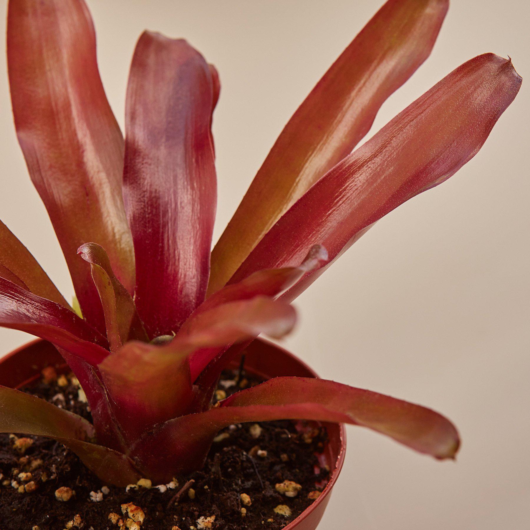 Bromeliad 'Fireball' - House Plant Shop