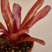 Bromeliad 'Fireball' - House Plant Shop