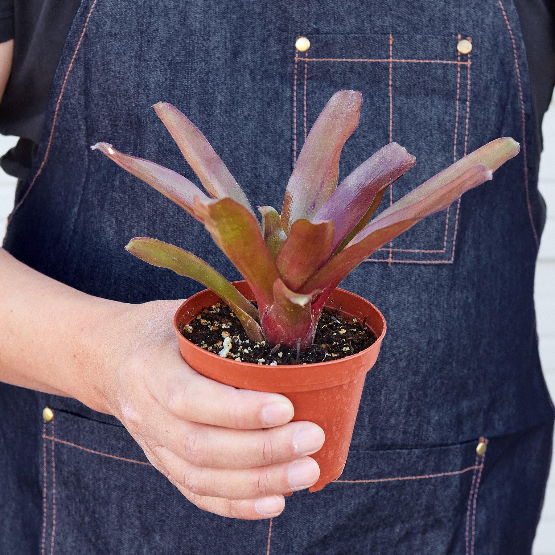 Bromeliad 'Fireball' - House Plant Shop