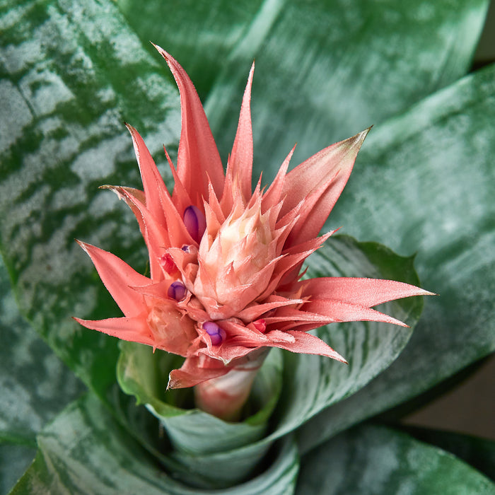 indoor urn plant Bromeliad 'Silver Vase' | Indoor Plant | Tropical Plant | Potted Plant
