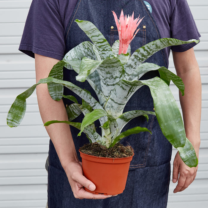 succulent bromeliad Bromeliad 'Silver Vase' | Indoor Plant | Tropical Plant | Potted Plant
