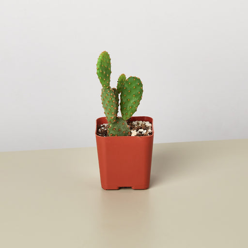 house cactus plant Cactus Variety - 2" Pot | Indoor Plant | Tropical Plant | Potted Plant