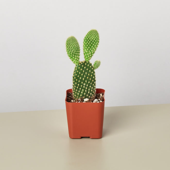 1 EVERGREEN MINI ORNAMENTAL INDOOR CACTUS PLANT IN POT | EBay UK - Foto 13