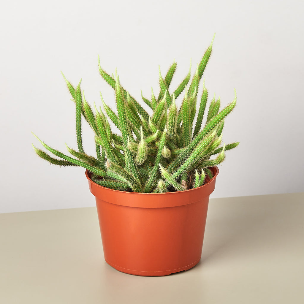 Rats Tail Cactus | Indoor Plant | Tropical Plant | Succulent