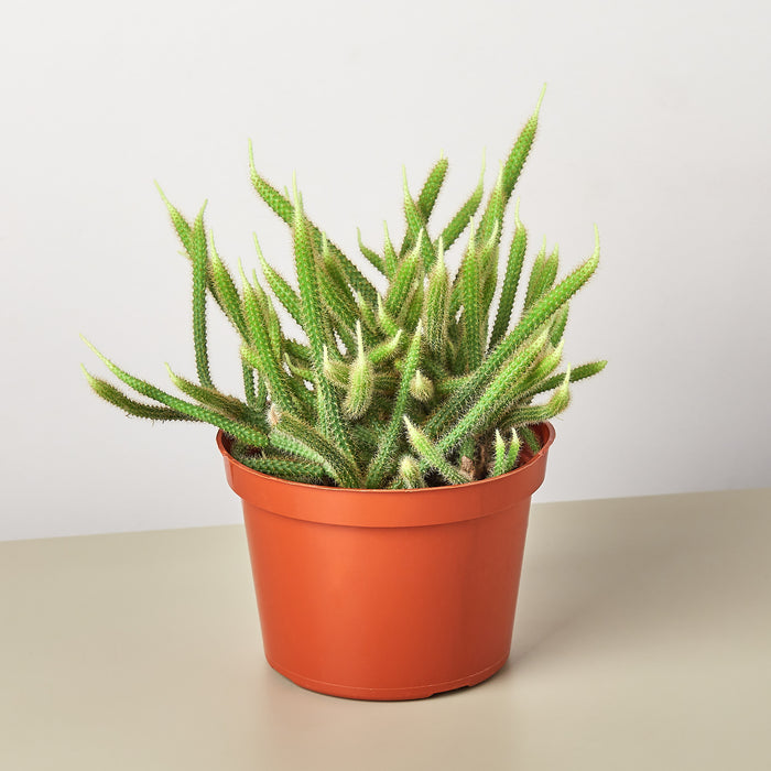house tail plant Rats Tail Cactus | Indoor Plant | Tropical Plant | Succulent