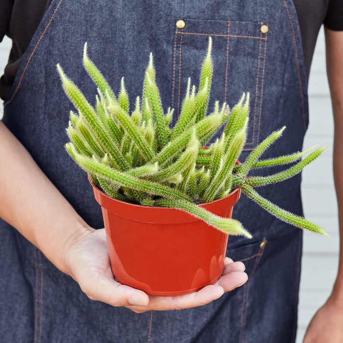 types of rat tail cactus Rat Tail Cactus