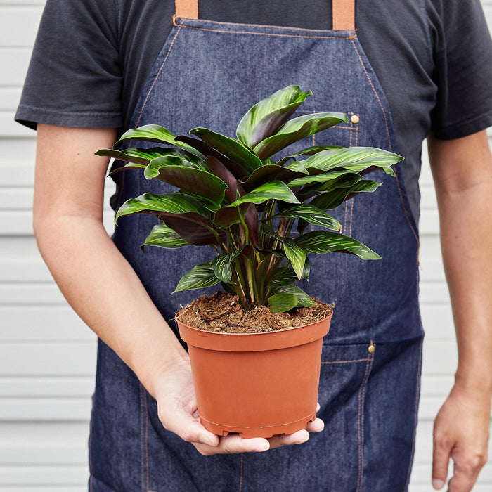 star plant pot Calathea 'Beauty Star' | Indoor Plant | Tropical Plant | Potted Plant