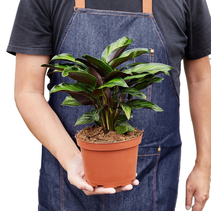 Calathea 'Beauty Star' - 4" Pot - NURSERY POT ONLY