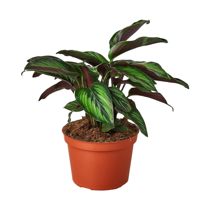 Calathea 'Beauty Star' - 4" Pot - NURSERY POT ONLY