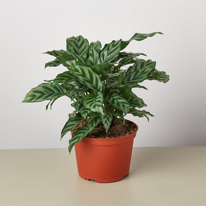 calathea freddie prayer plant Calathea Concinna 'Freddie' | Indoor Plant | Tropical Plant | Potted Plant