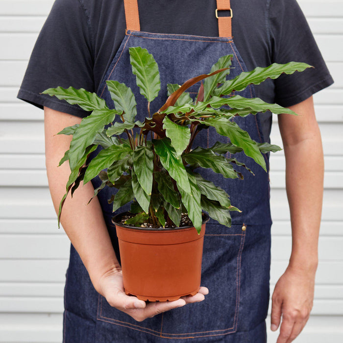 feather indoor plant Calathea Rufibarba 'Furry Feather'