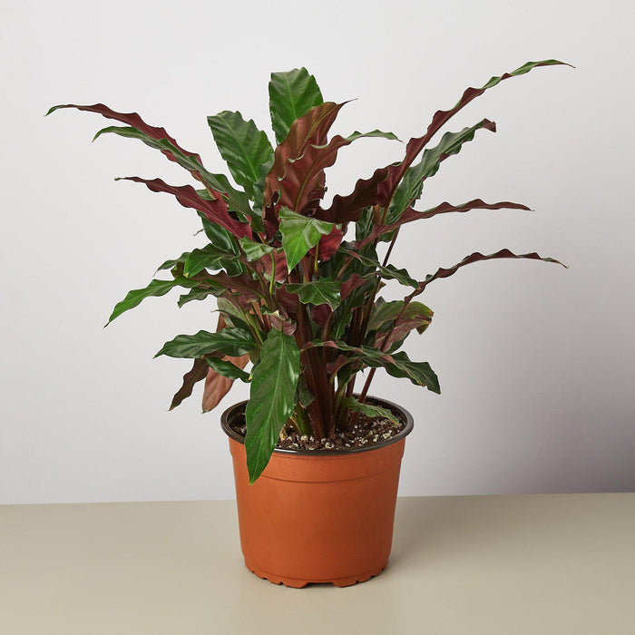 feather indoor plant Calathea Rufibarba 'Furry Feather'