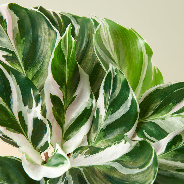 indoor plant with green and white leaves Calathea 'White Fusion' | Indoor Plant | Tropical Plant | Potted Plant