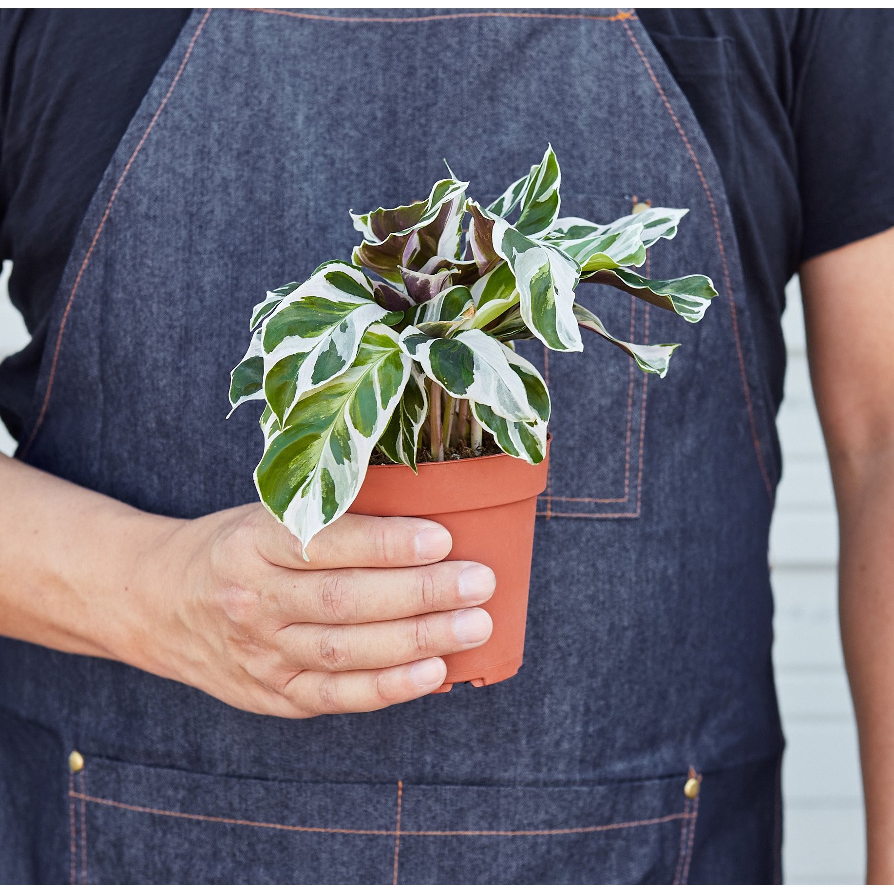 Calathea 'White Fusion' - House Plant Shop