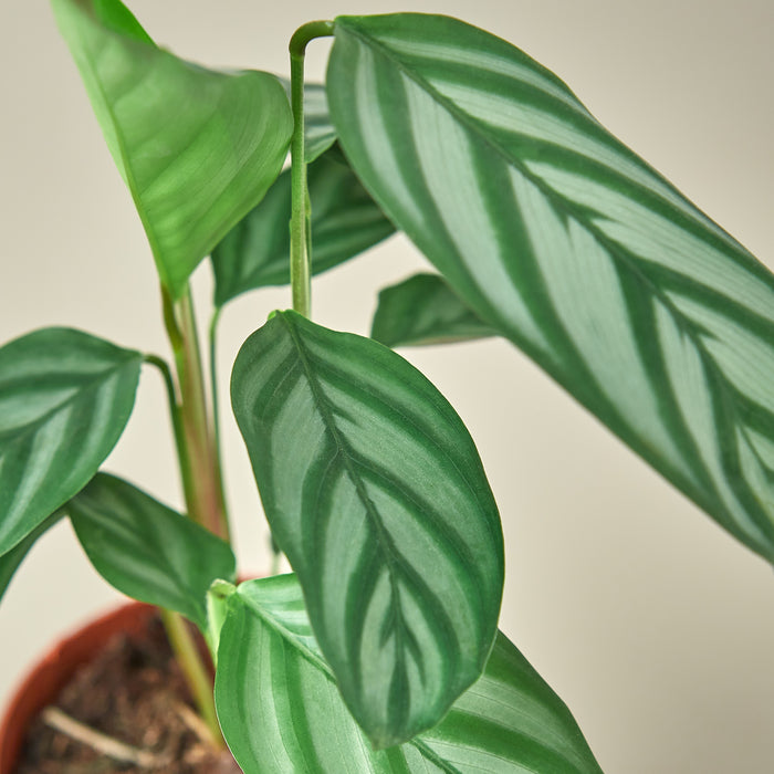 grey star plant indoor care Calathea 'Grey Star' | Indoor Plant | Tropical Plant | Potted Plant