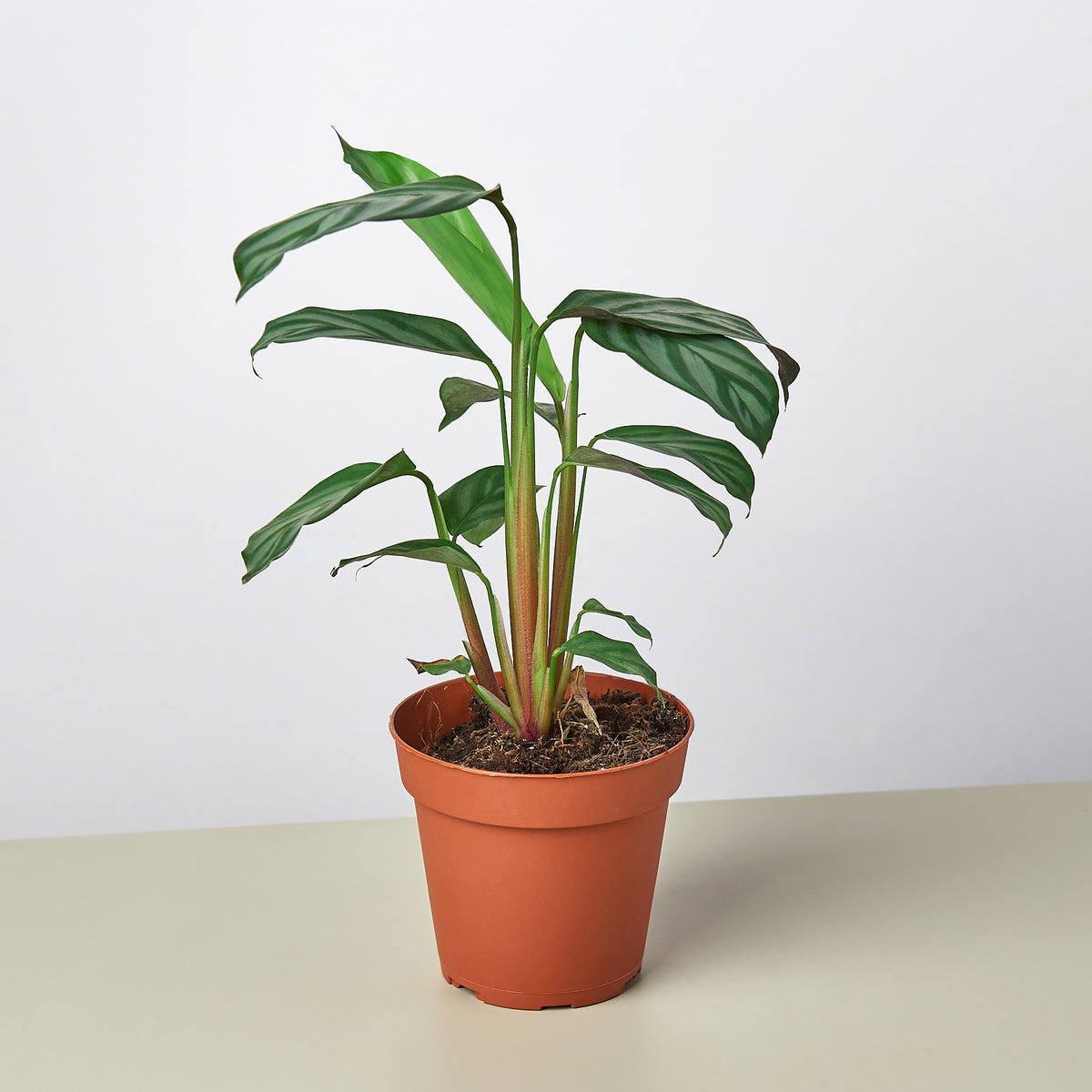 grey star prayer plant Calathea 'Grey Star' | Indoor Plant | Tropical Plant | Potted Plant
