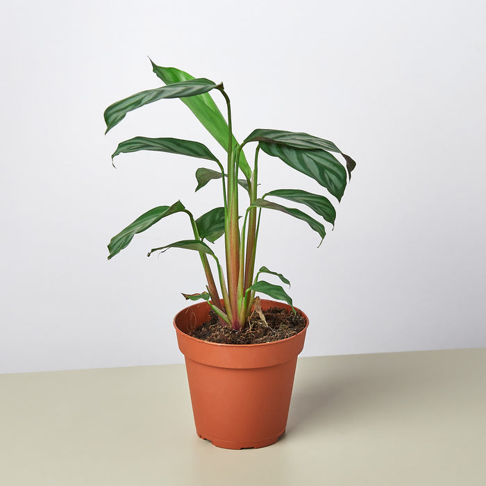 grey star indoor plant Calathea 'Grey Star'