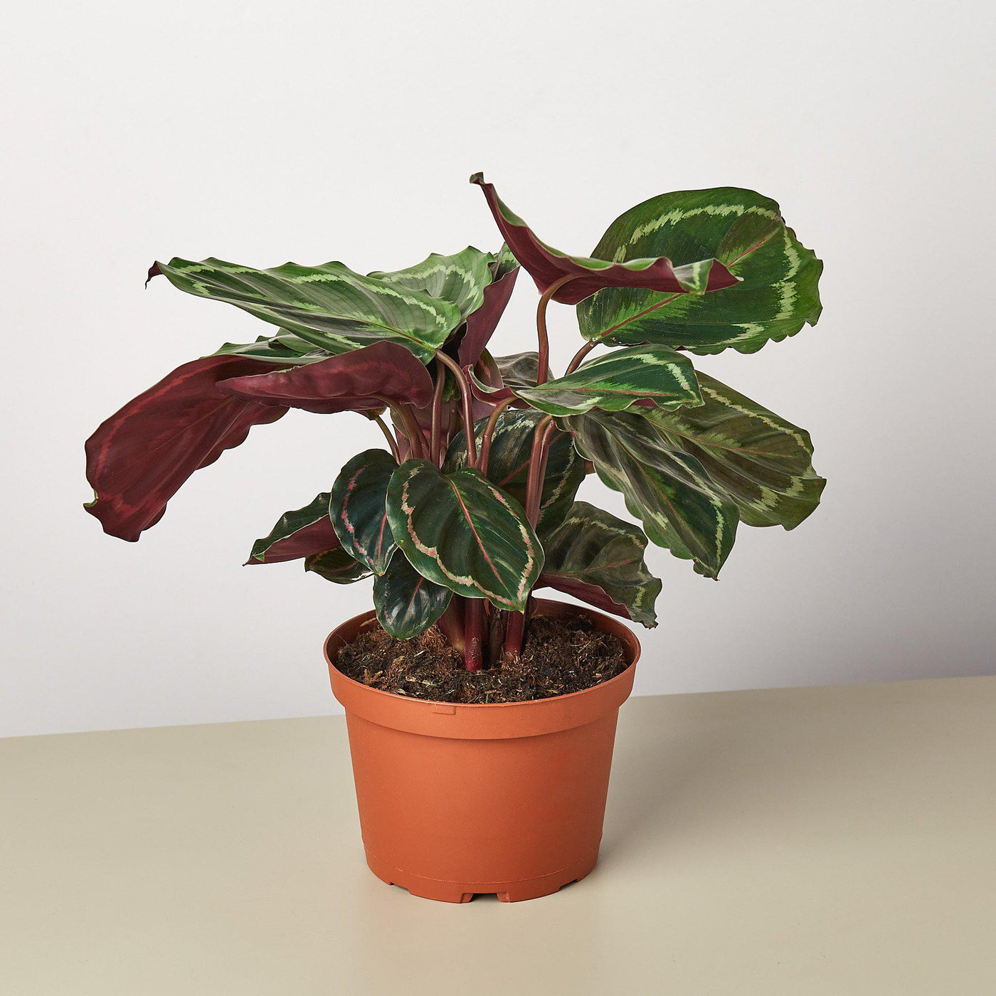 Calathea Roseopicta 'Medallion' | Indoor Plant | Tropical Plant ...