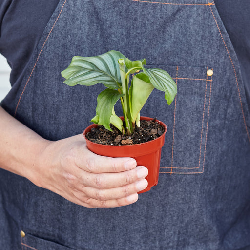 Calathea 'Orbifolia' - 4" Pot - House Plant Shop