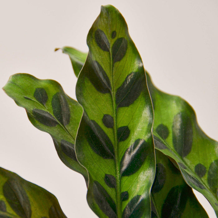 rattlesnake house plant Calathea Lancifolia 'Rattlesnake' | Indoor Plant | Tropical Plant | Potted Plant