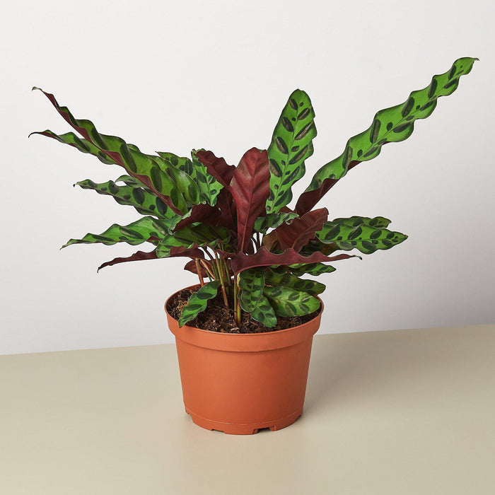 rattlesnake house plant Calathea Lancifolia 'Rattlesnake'