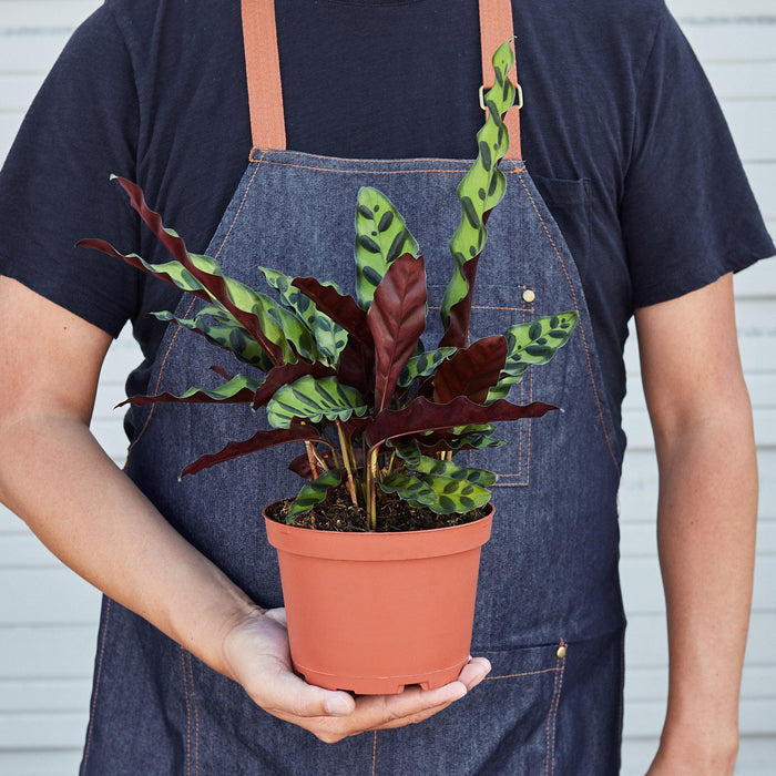 rattlesnake in potted plant Calathea Lancifolia 'Rattlesnake' | Indoor Plant | Tropical Plant | Potted Plant