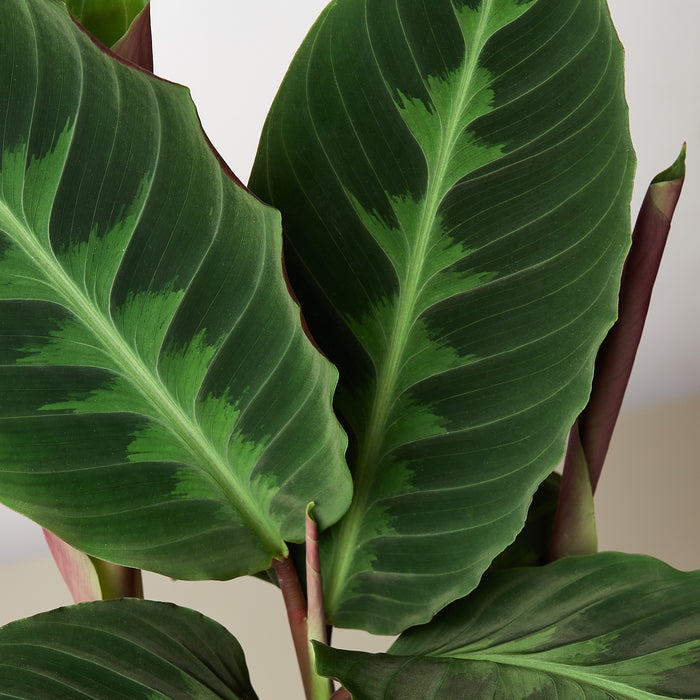calathea warscewiczii prayer plant Calathea 'Warscewiczii'