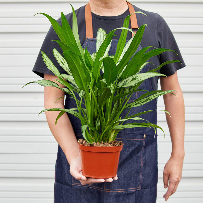 aglaonema leon Chinese Evergreen 'Cutlass'