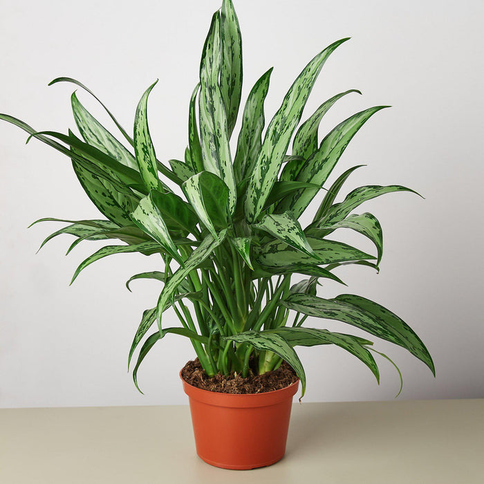 6" potted Chinese Evergreen Cutlass
