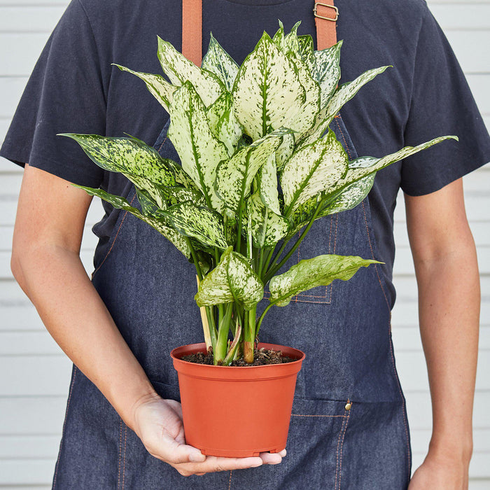 first diamond aglaonema Chinese Evergreen 'First Diamond'