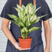 Chinese Evergreen 'First Diamond' - House Plant Shop