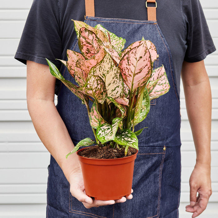 pink lady indoor plant Chinese Evergreen 'Lady Valentine' | Indoor Plant | Tropical Plant | Potted Plant