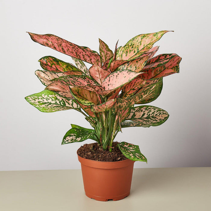 aglaonema lady valentine flower Chinese Evergreen 'Lady Valentine' | Indoor Plant | Tropical Plant | Potted Plant
