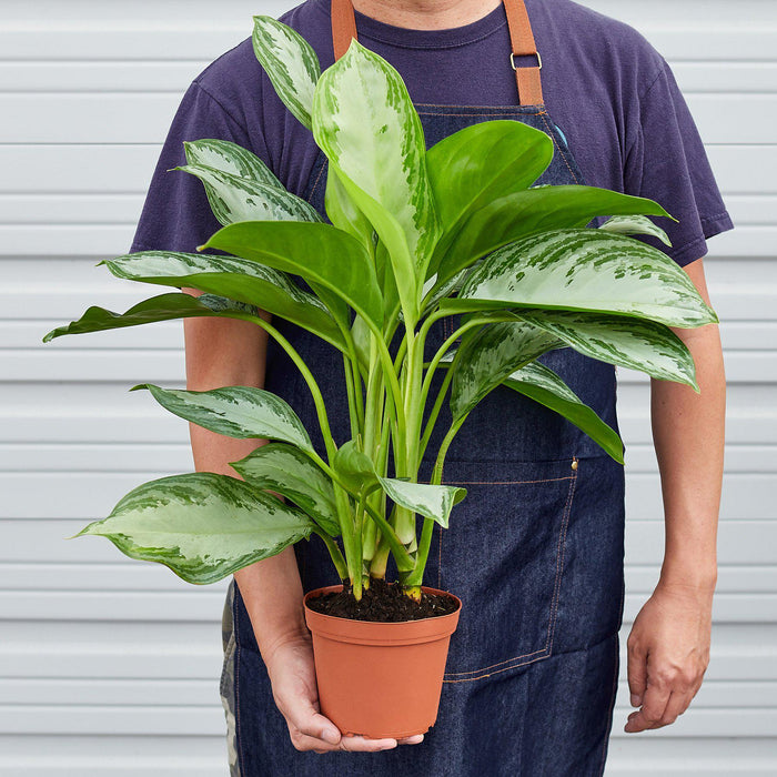 chinese evergreen aglaonema silver bay Chinese Evergreen 'Silver Bay'