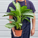 Chinese Evergreen 'Silver Bay' - House Plant Shop