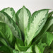 Chinese Evergreen 'Silver Bay' - 10" Pot - House Plant Shop