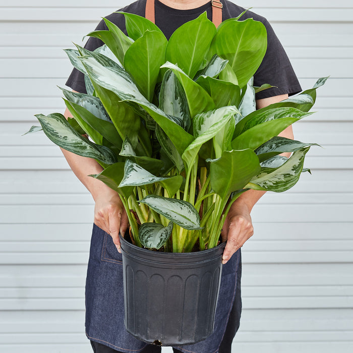 Chinese Evergreen 'Silver Bay' - 10" Pot - House Plant Shop