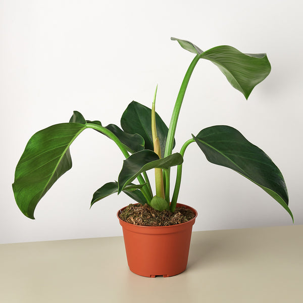 philodendron birkin. 4" Philodendron Birkin