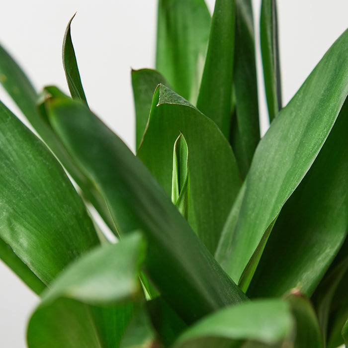 dracaena glauca Cordyline Glauca | Indoor Plant | Tropical Plant | Potted Plant